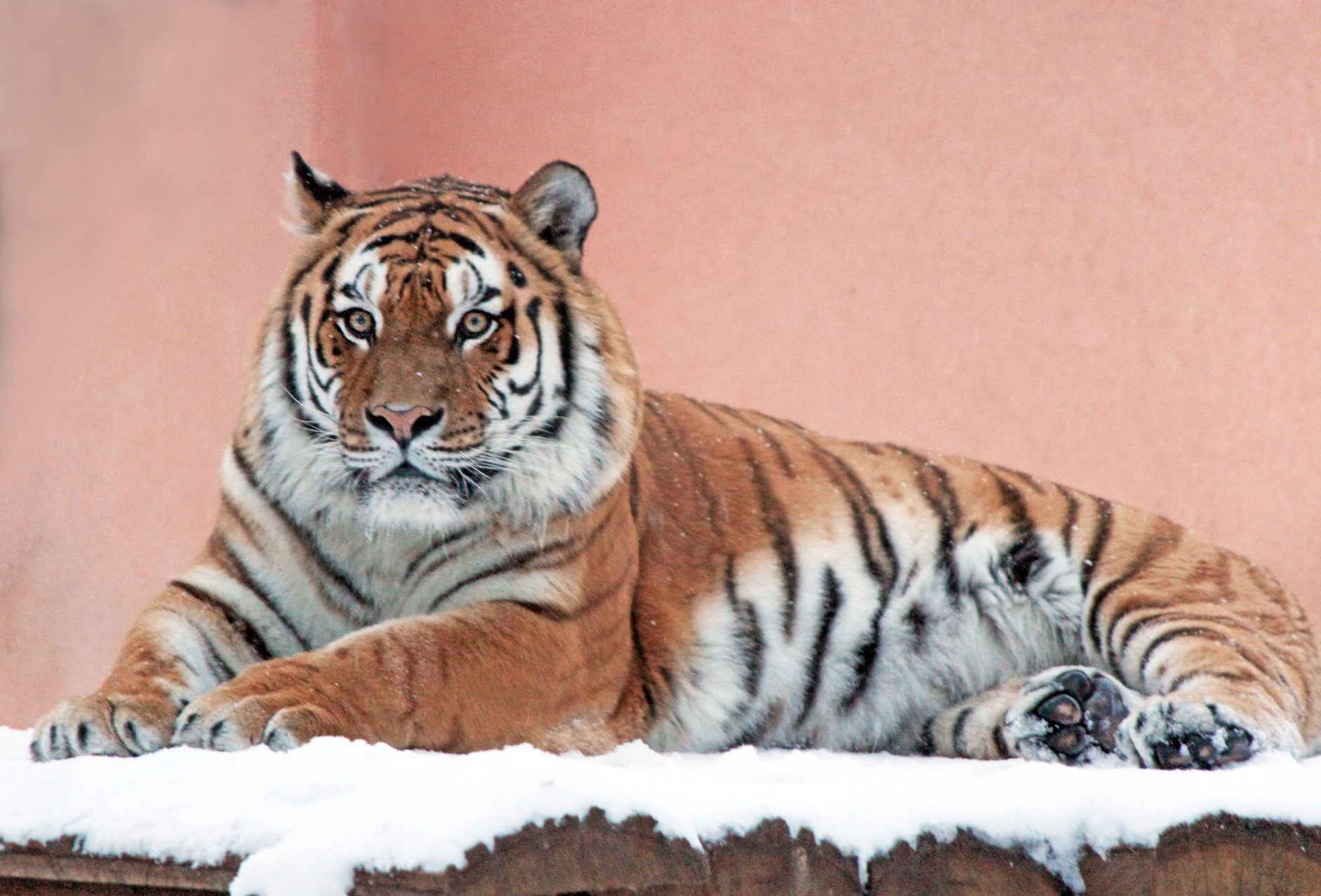 крутой тигер